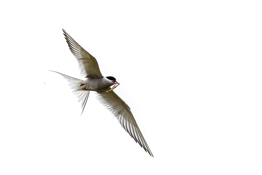 Adult arctic tern (Sterna paradisaea) returning to chick with small fish, Flatey Island, Iceland, Polar Regions