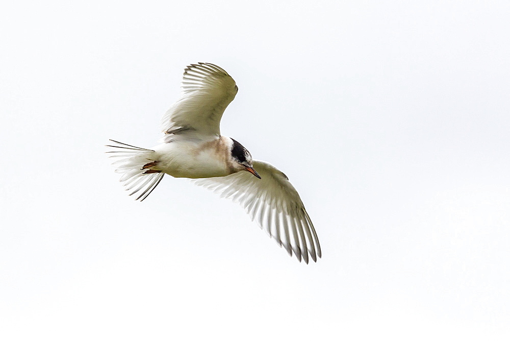 Arctic tern (Sterna paradisaea) chick in flight, Flatey Island, Iceland, Polar Regions