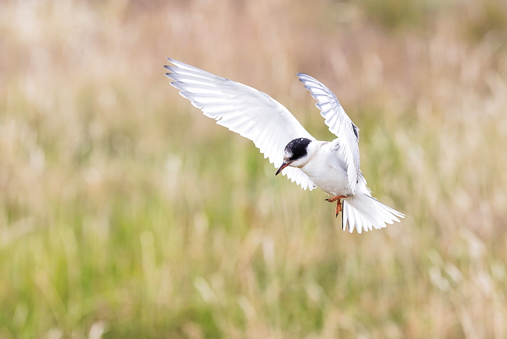 Arctic tern (Sterna paradisaea) chick in flight, Flatey Island, Iceland, Polar Regions