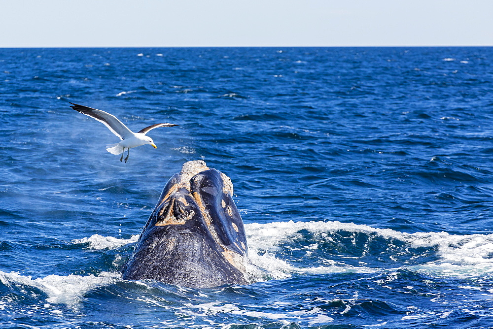 Southern right whale (Eubalaena australis) calf being harassed by kelp gull (Larus dominicanus), Golfo Nuevo, Peninsula Valdes, Argentina, South America