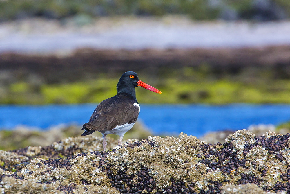 Magellanic oystercatcher (Haematopus leucopodus), Bahia Bustamante, Patagonia, Argentina, South America