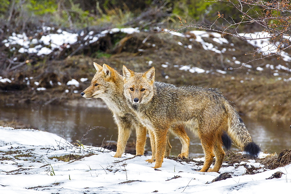 Adult Patagonian red fox (Lycalopex culpaeus) pair in La Pataya Bay, Beagle Channel, Argentina, South America