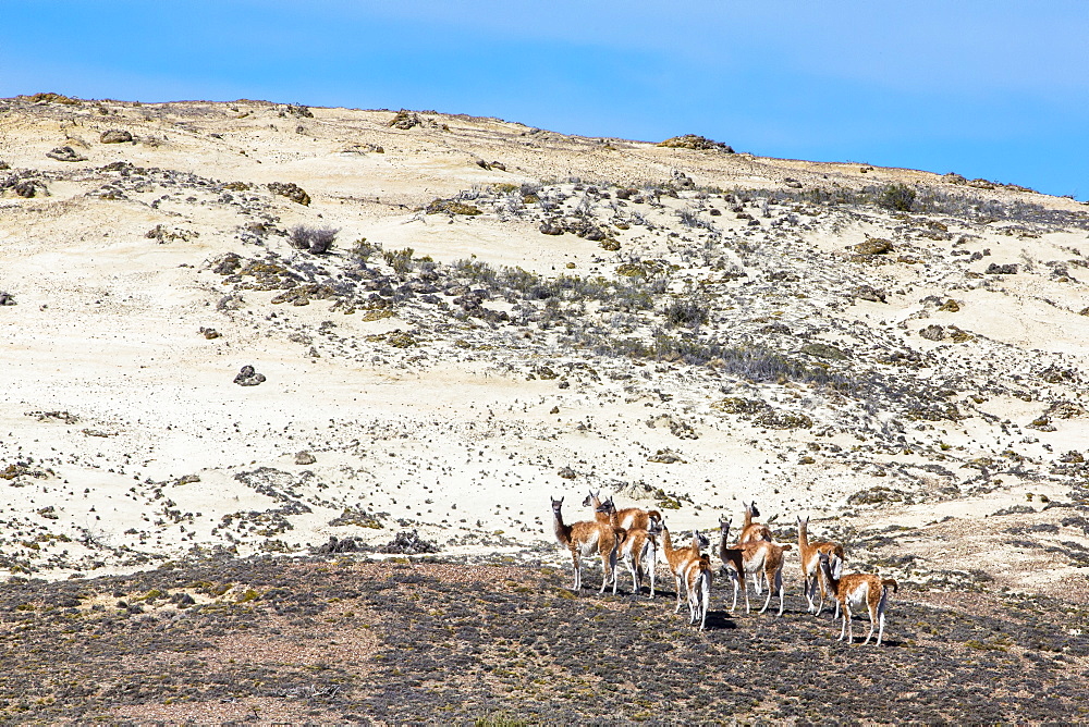 Adult guanacos (Lama guanicoe), Torres del Paine National Park, Patagonia, Chile, South America