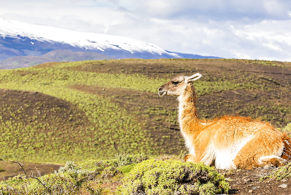 Adult guanacos (Lama guanicoe), Torres del Paine National Park, Patagonia, Chile, South America