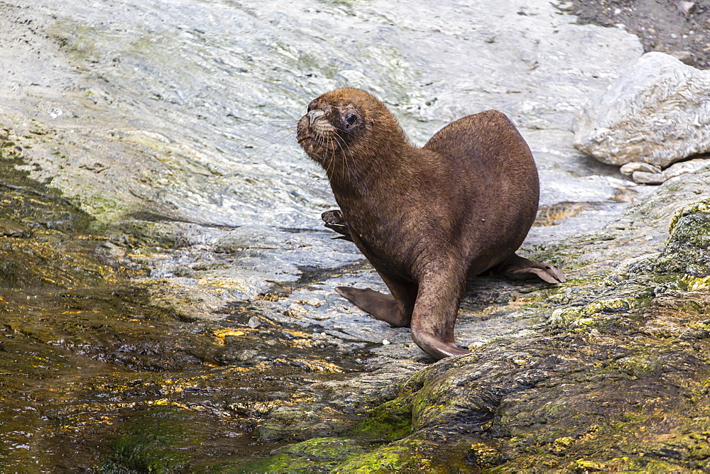 South American sea lion (Otaria flavescens) bull, Seno Agostini Fjord, Strait of Magellan, Patagonia, Chile, South America