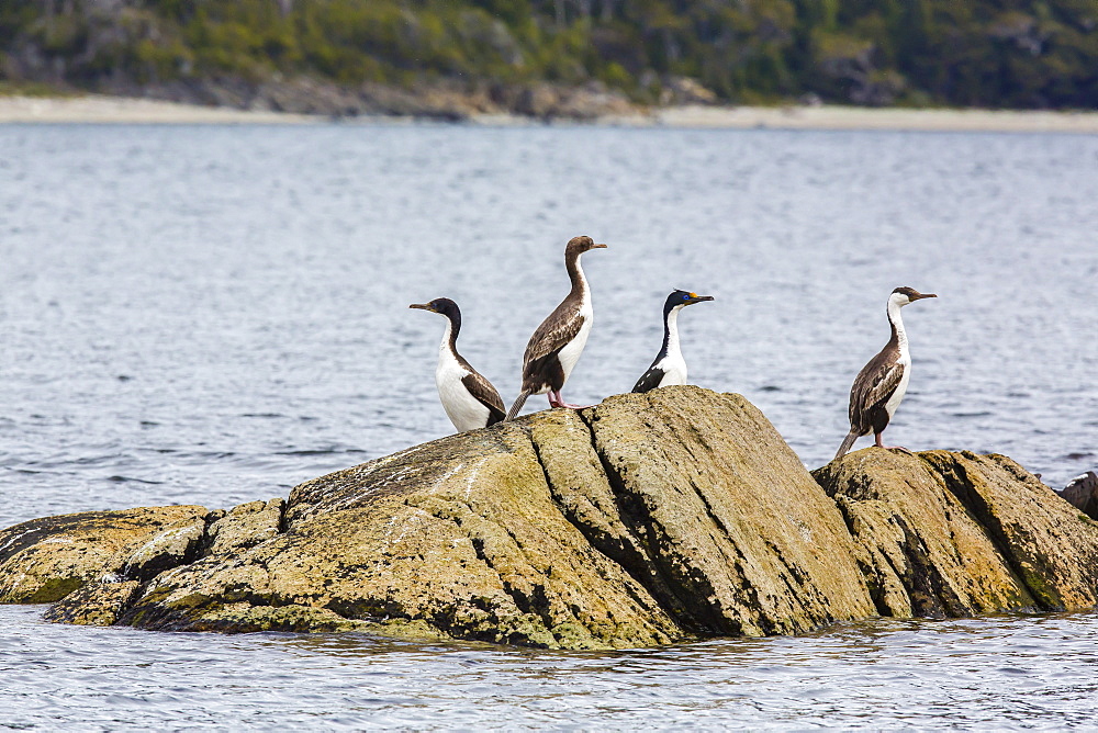 King cormorant (Phalacrocorax albiventer), Wildlife Conservation Society Preserve of Karukinka, Strait of Magellan, Chile, South America