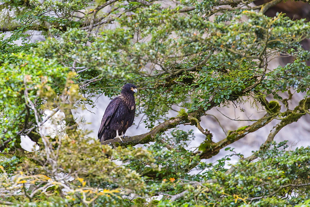 Adult striated caracara (Phalcoboenus australis), Seno Agostini Fjord, Strait of Magellan, Patagonia, Chile, South America