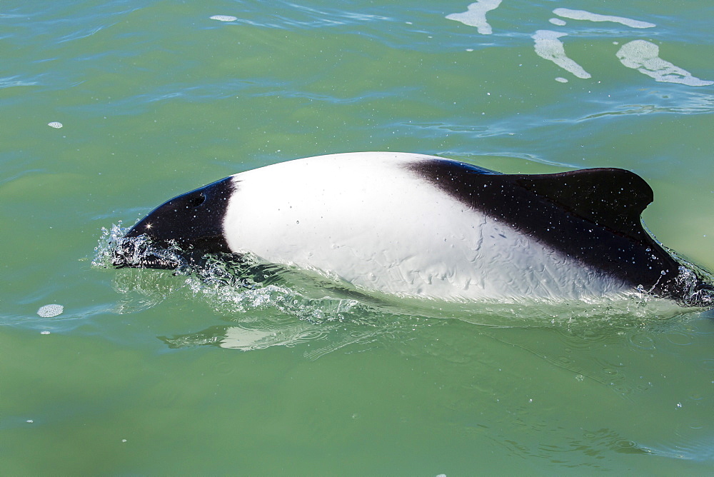 Adult Commerson's dolphin (Cephalorhynchus commersonii), Rio Deseado, Puerto Deseado, Santa Cruz, Patagonia, Argentina, South America