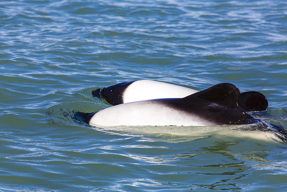 Adult Commerson's dolphins (Cephalorhynchus commersonii), Rio Deseado, Puerto Deseado, Santa Cruz, Patagonia, Argentina, South America