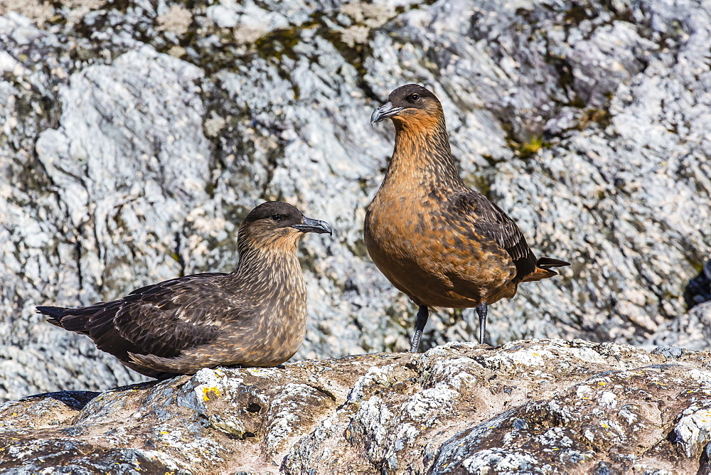 Breeding pair of Chilean skuas (Stercorarius chilensis), Seno Agostini Fjord, Strait of Magellan, Patagonia, Chile, South America