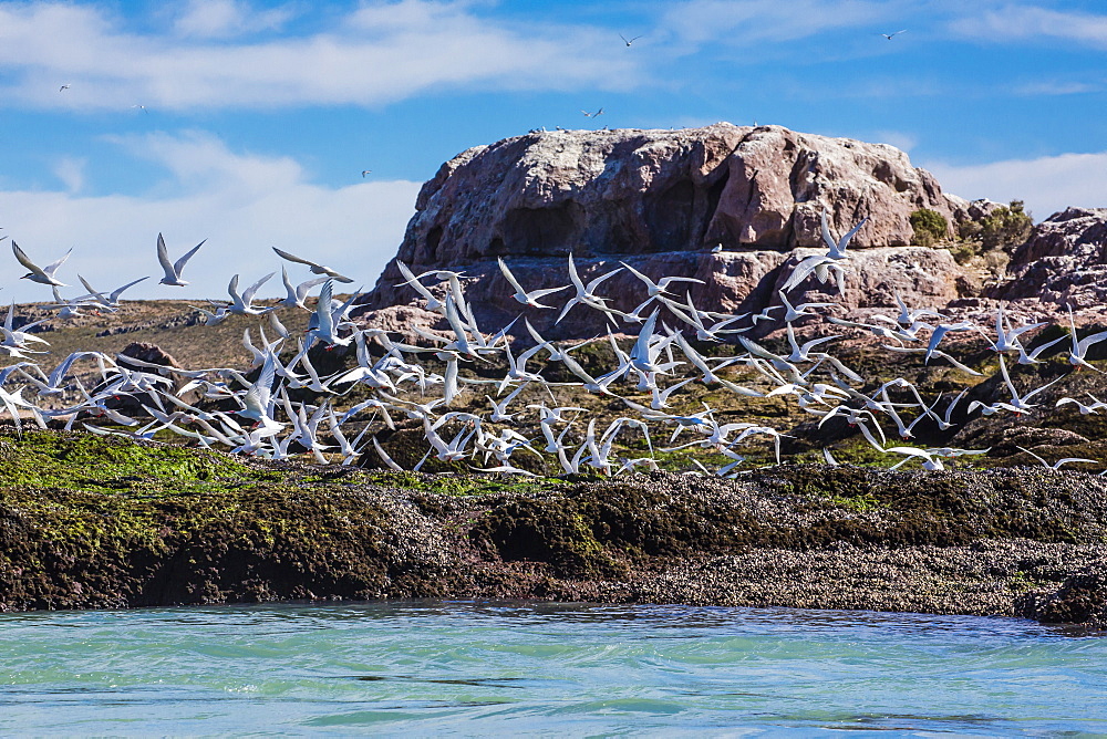 South American terns (Sterna hirundinacea) near Rio Deseado, Puerto Deseado, Santa Cruz, Patagonia, Argentina, South America