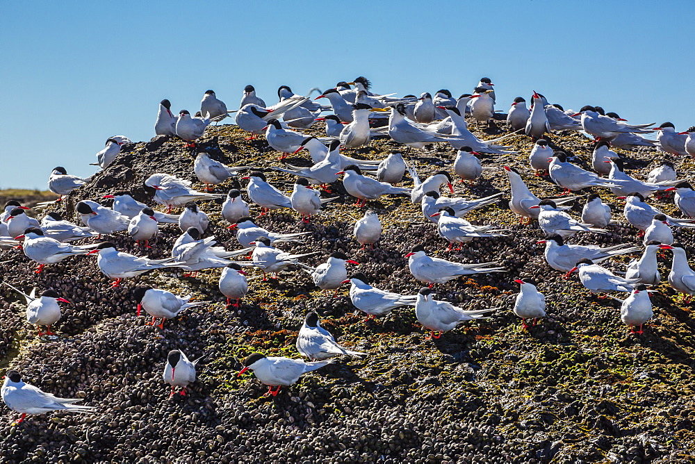 South American terns (Sterna hirundinacea) near Rio Deseado, Puerto Deseado, Santa Cruz, Patagonia, Argentina, South America