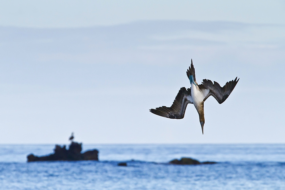 Blue-footed booby (Sula nebouxii), Cormorant Point, Floreana Island, Galapagos Islands, UNESCO World Heritage Site, Ecuador, South America