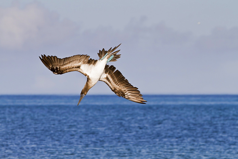 Blue-footed booby (Sula nebouxii), Cormorant Point, Floreana Island, Galapagos Islands, UNESCO World Heritage Site, Ecuador, South America