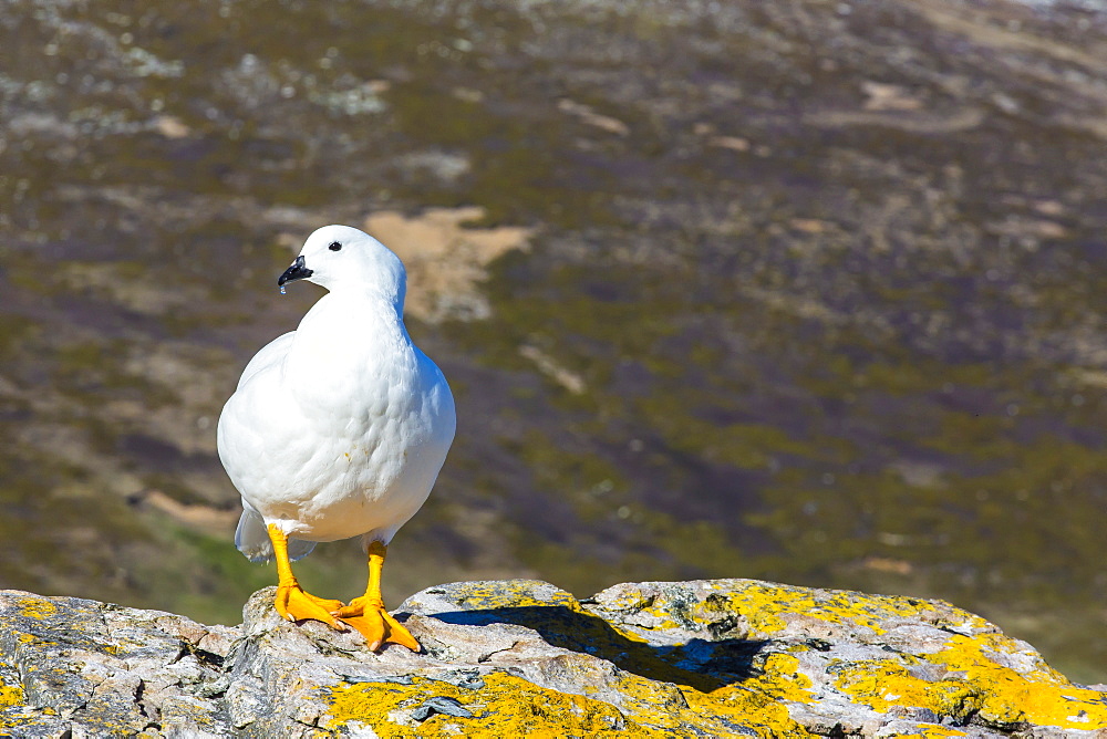 Adult male kelp goose (Chloephaga hybrida), New Island, Falkland Islands, South Atlantic Ocean, South America