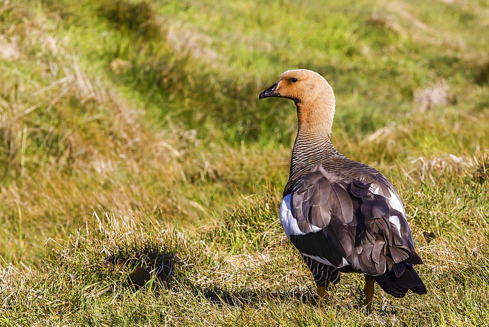 Adult female upland goose (Chloephaga picta), New Island, Falkland Islands, South Atlantic Ocean, South America