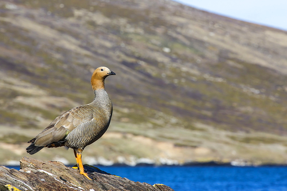 Adult ruddy-headed goose (Chloephaga rubidiceps), Carcass Island, Falkland Islands, South Atlantic Ocean, South America