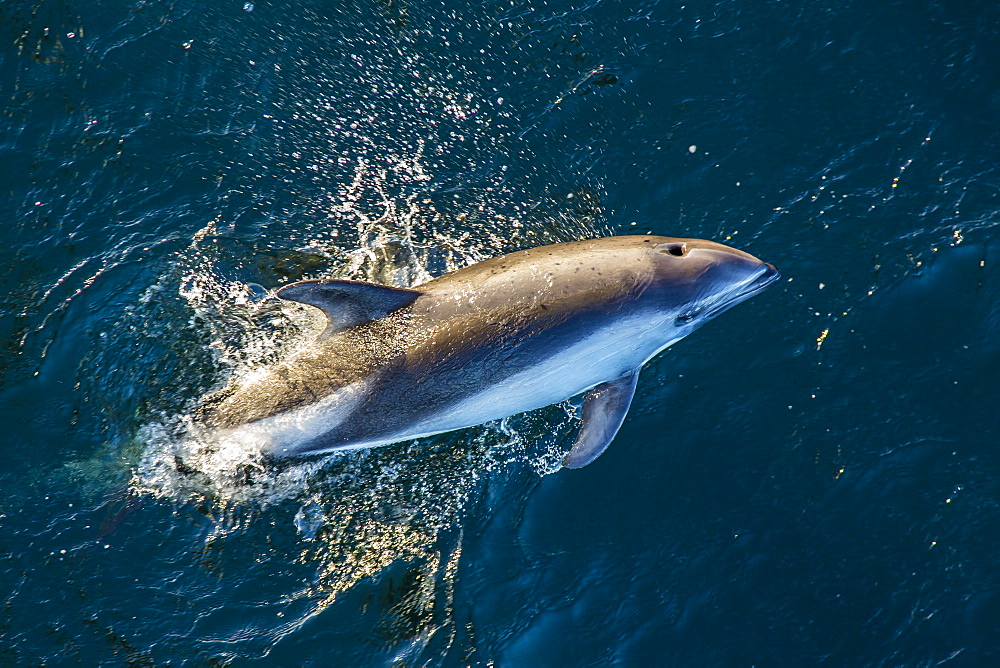 Adult Peale's dolphin (Lagenorhynchus australis) bow-riding, New Island, Falkland Islands, South Atlantic Ocean, South America