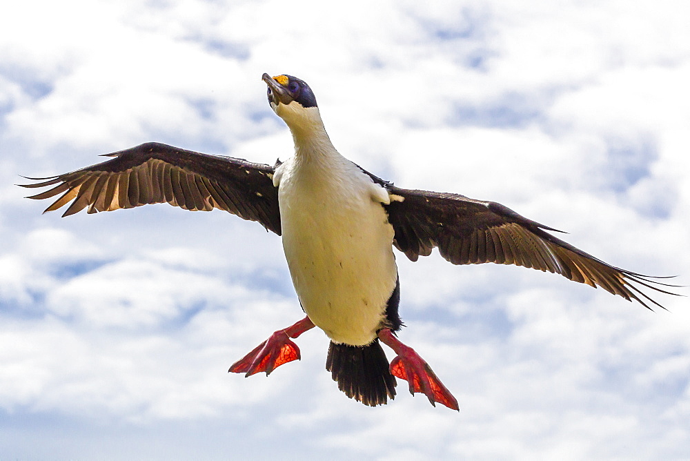 Imperial shag (Phalacrocorax atriceps albiventer) in flight, New Island, Falkland Islands, South Atlantic Ocean, South America