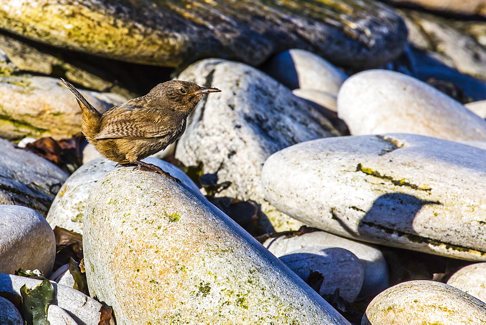 Adult Cobb's wren (Troglodytes cobbi), Carcass Island, South Atlantic Ocean, South America