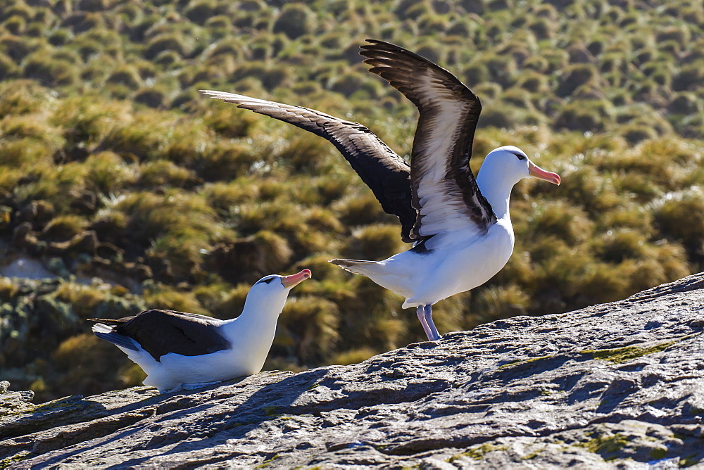 Adult black-browed albatross (Thalassarche melanophrys) pair, nesting site on New Island, Falklands, South Atlantic Ocean, South America