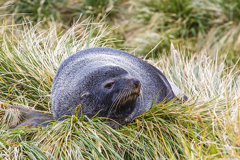 Antarctic fur seal (Arctocephalus gazella) in the tussac grass at Peggotty Bluff, South Georgia Island, South Atlantic Ocean, Polar Regions