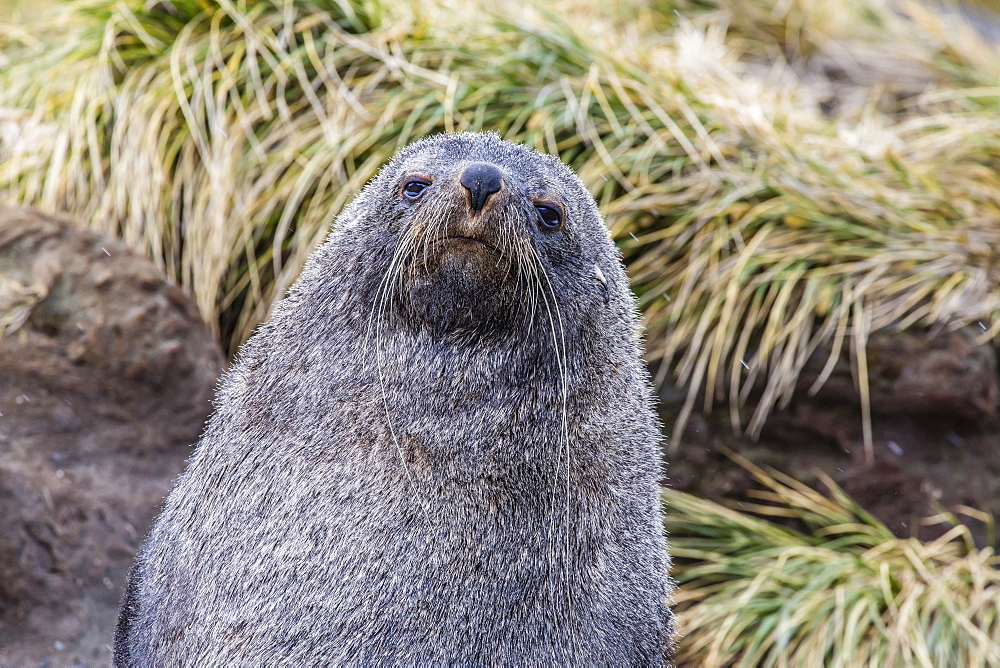 Antarctic fur seal (Arctocephalus gazella) in the tussac grass at Peggotty Bluff, South Georgia Island, South Atlantic Ocean, Polar Regions