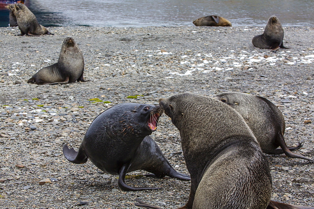 Antarctic fur seal (Arctocephalus gazella) bulls establishing mating territories at the abandoned Stromness Whaling Station, South Georgia Island, South Atlantic Ocean, Polar Regions