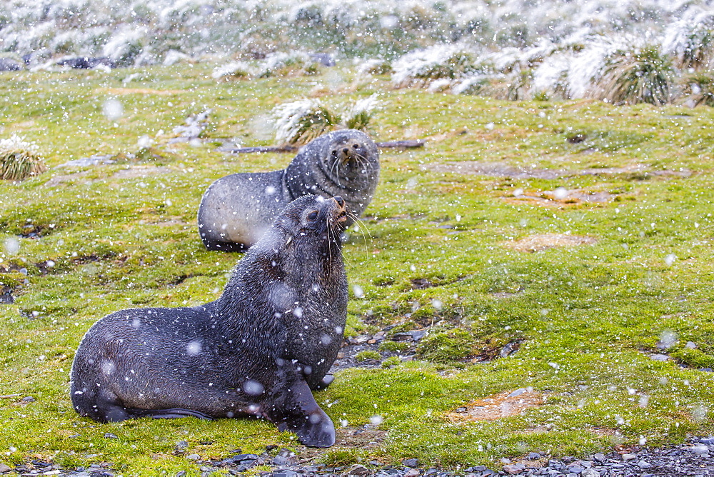 Antarctic fur seal (Arctocephalus gazella) bulls establishing mating territories at the abandoned Grytviken Whaling Station, South Georgia Island, South Atlantic Ocean, Polar Regions