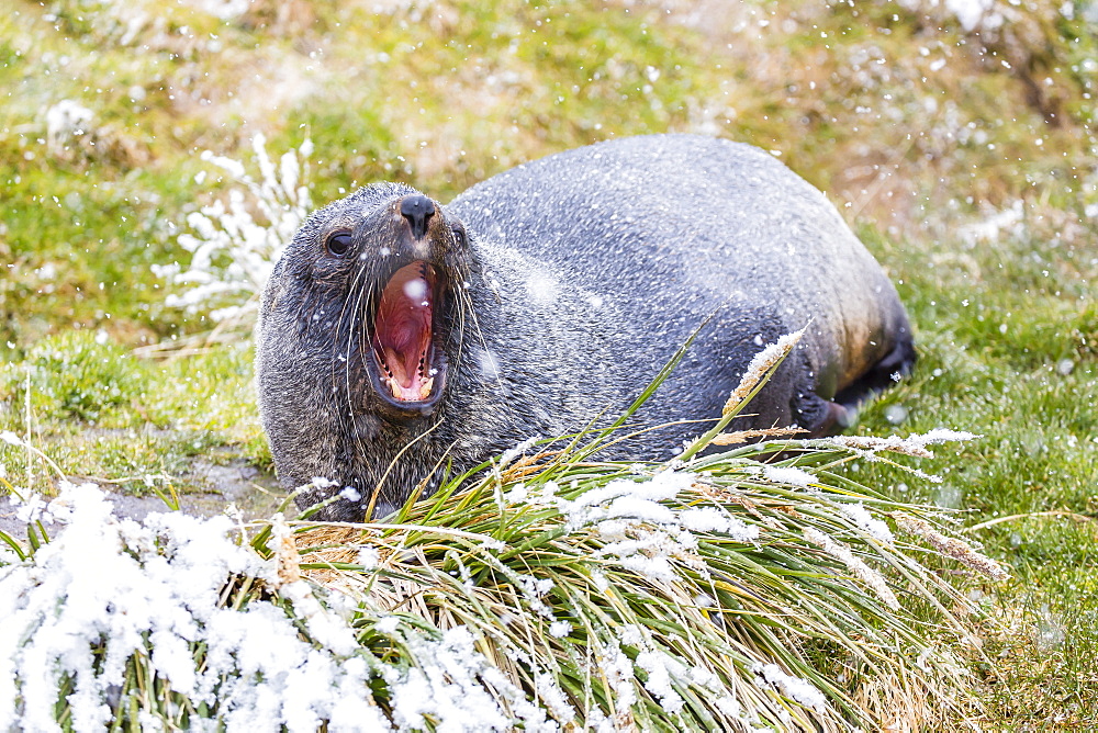 Antarctic fur seal (Arctocephalus gazella) in the snow at Grytviken Whaling Station, South Georgia Island, South Atlantic Ocean, Polar Regions