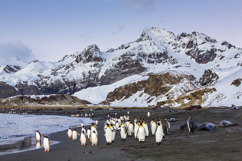 King penguins (Aptenodytes patagonicus), Peggoty Bluff, South Georgia Island, South Atlantic Ocean, Polar Regions