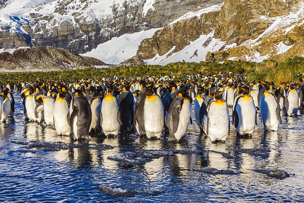 King penguins (Aptenodytes patagonicus), Peggoty Bluff, South Georgia Island, South Atlantic Ocean, Polar Regions