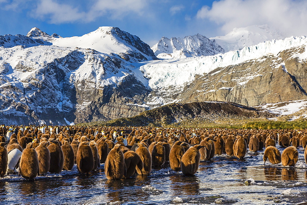 King penguin (Aptenodytes patagonicus) chicks, okum boys, Gold Harbour, South Georgia Island, South Atlantic Ocean, Polar Regions