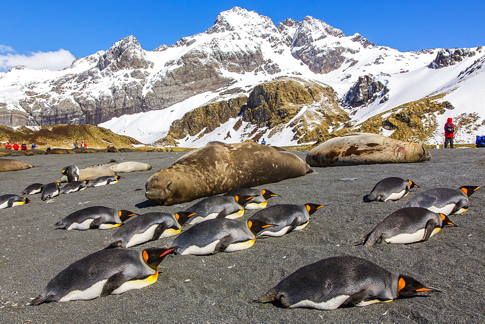 King penguins (Aptenodytes patagonicus), Gold Harbour, South Georgia Island, South Atlantic Ocean, Polar Regions