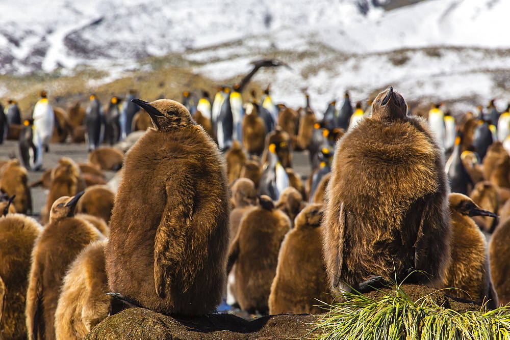 King penguin (Aptenodytes patagonicus) chicks, Gold Harbour, South Georgia Island, South Atlantic Ocean, Polar Regions