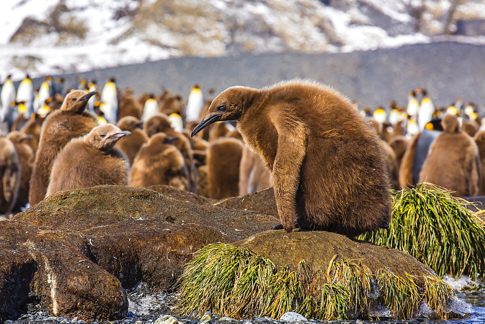 King penguin (Aptenodytes patagonicus) chicks, Gold Harbour, South Georgia Island, South Atlantic Ocean, Polar Regions