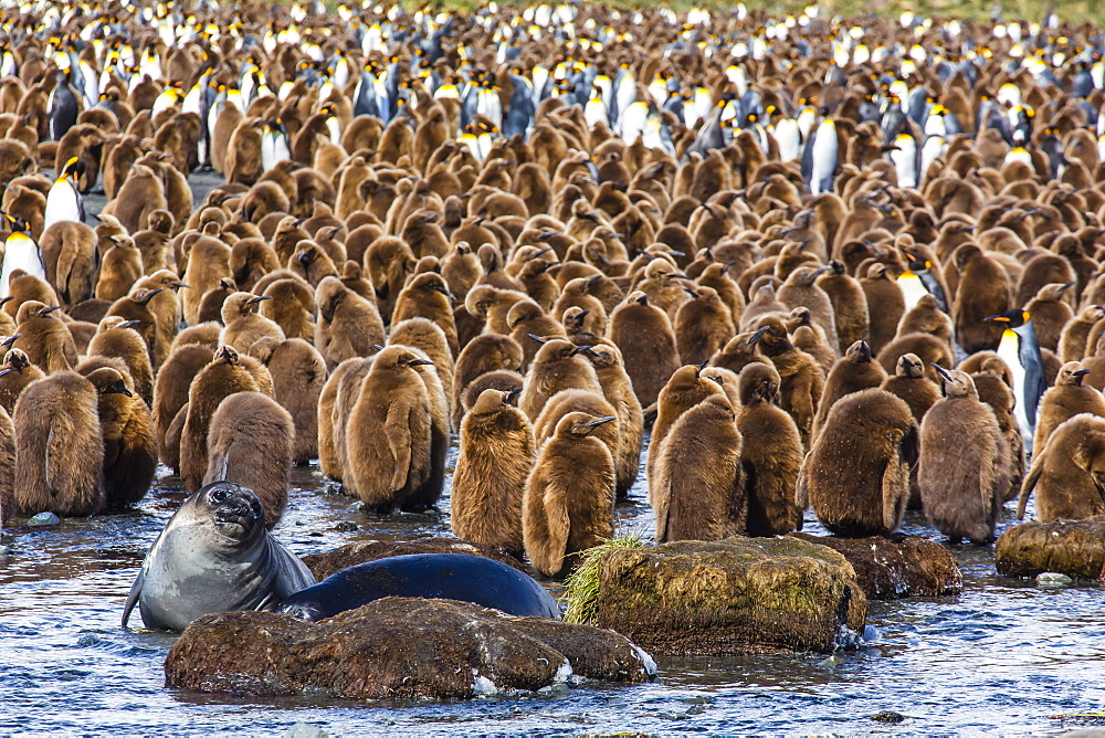 King penguin (Aptenodytes patagonicus) chicks, Gold Harbour, South Georgia Island, South Atlantic Ocean, Polar Regions