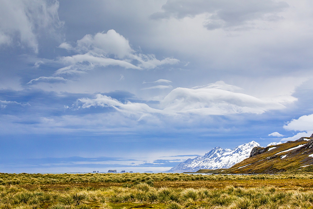 Peggotty Bluff, South Georgia, South Atlantic Ocean, Polar Regions