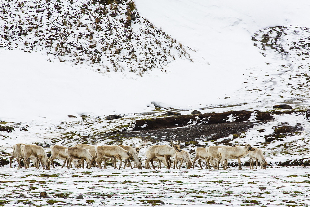 Reindeer (Rangifer tarandus) introduced from Norway, Stromness Bay, South Georgia Island, Polar Regions