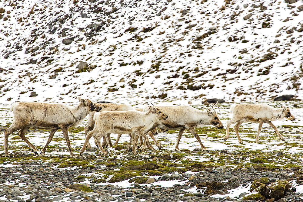 Reindeer (Rangifer tarandus) introduced from Norway, Stromness Bay, South Georgia Island, Polar Regions