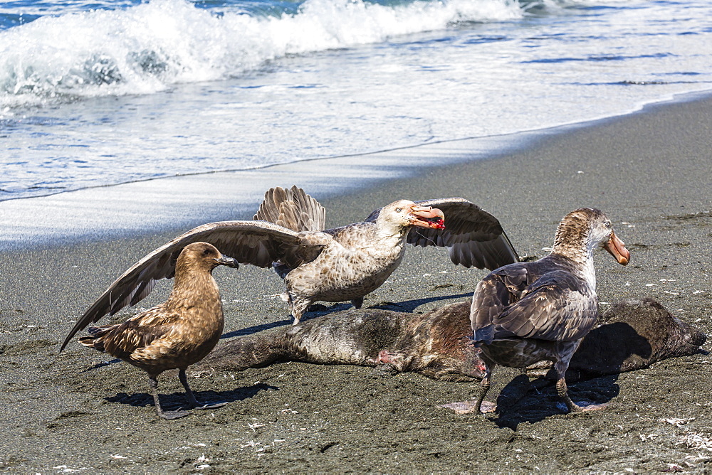 Northern giant petrel (Macronectes halli) posturing over dead fur seal carcass, Gold Harbour, South Georgia, South Atlantic Ocean, Polar Regions