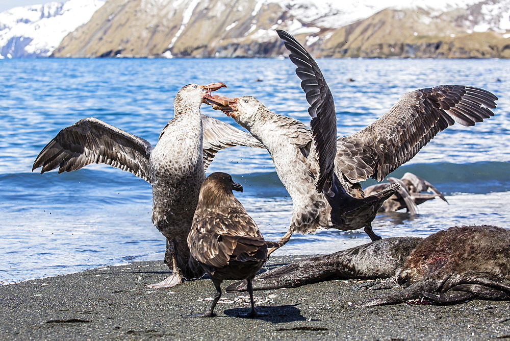 Northern giant petrel (Macronectes halli) fighting over dead fur seal carcass, Gold Harbour, South Georgia, South Atlantic Ocean, Polar Regions