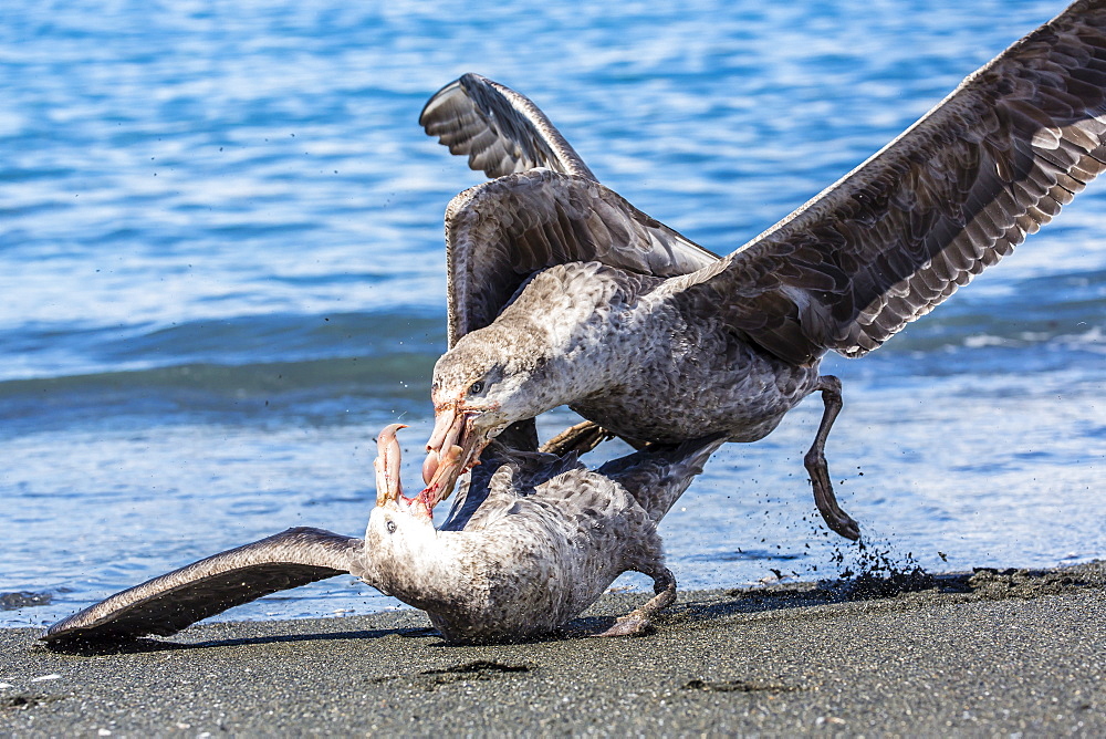 Northern giant petrel (Macronectes halli) fighting over dead fur seal carcass, Gold Harbour, South Georgia, South Atlantic Ocean, Polar Regions