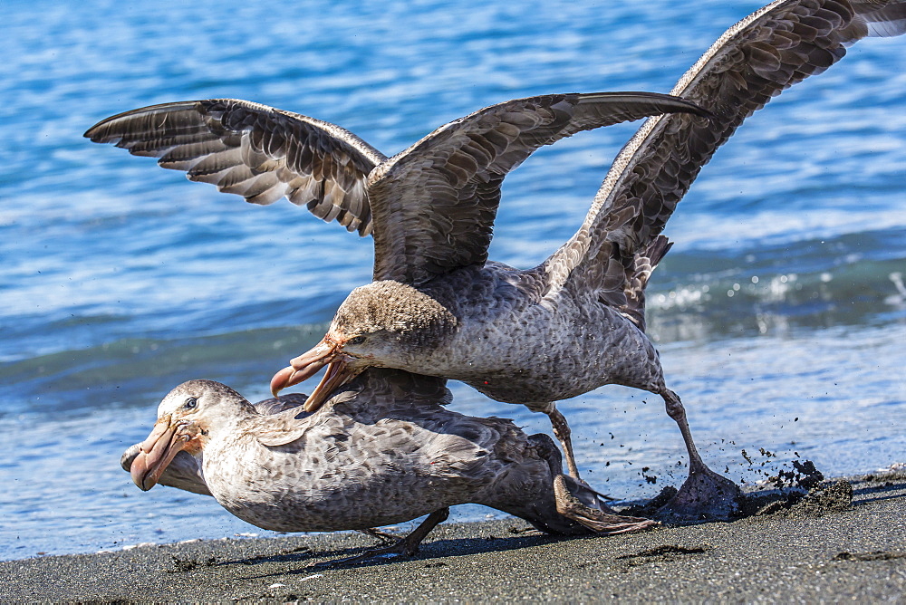 Northern giant petrel (Macronectes halli) fighting over dead fur seal carcass, Gold Harbour, South Georgia, South Atlantic Ocean, Polar Regions