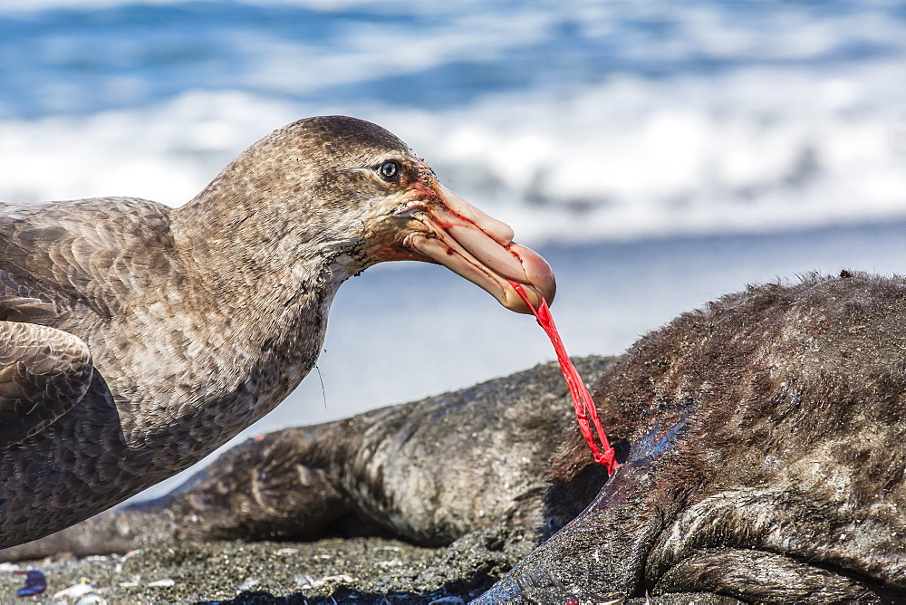 Northern giant petrel (Macronectes halli) feeding on dead fur seal carcass, Gold Harbour, South Georgia, South Atlantic Ocean, Polar Regions