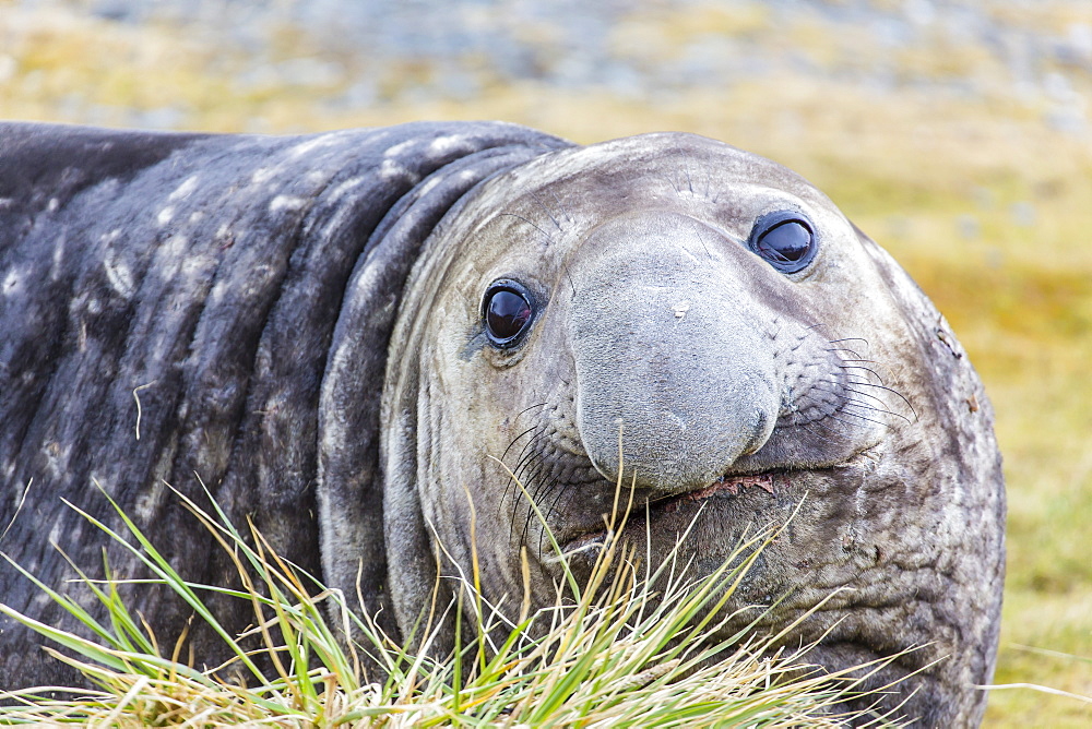 Southern elephant seal (Mirounga leonina) bull, Peggotty Bluff, South Georgia, South Atlantic Ocean, Polar Regions