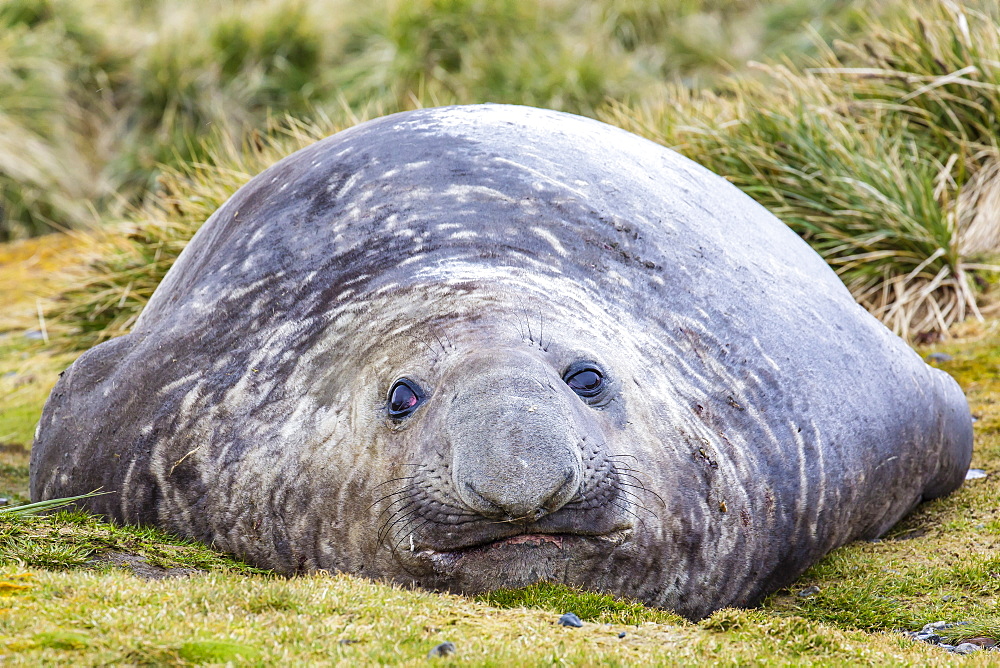 Southern elephant seal (Mirounga leonina) bull, Peggotty Bluff, South Georgia, South Atlantic Ocean, Polar Regions