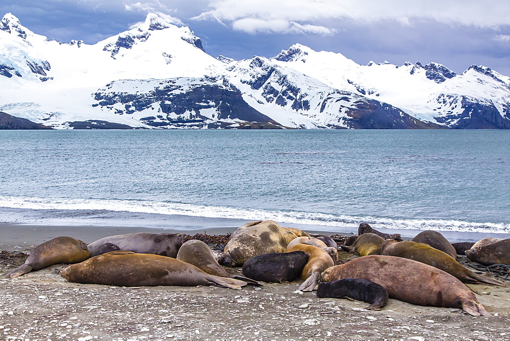 Southern elephant seals (Mirounga leonina), Peggotty Bluff, South Georgia, South Atlantic Ocean, Polar Regions