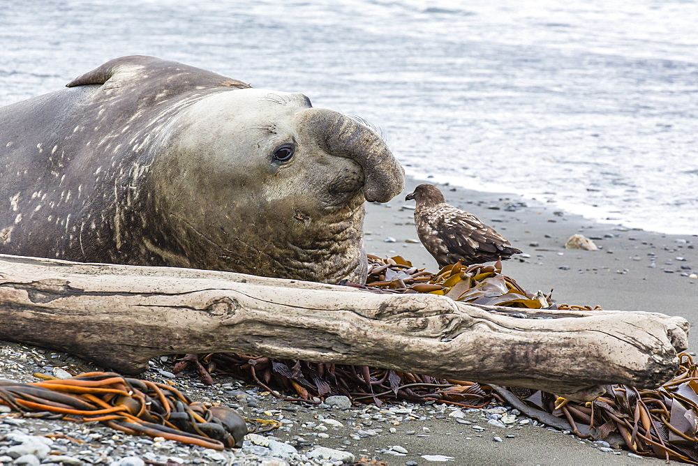 Southern elephant seal (Mirounga leonina) bull with skua, Peggotty Bluff, South Georgia, South Atlantic Ocean, Polar Regions