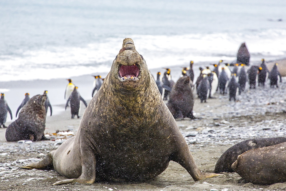 Southern elephant seal (Mirounga leonina) bull, Peggotty Bluff, South Georgia, South Atlantic Ocean, Polar Regions